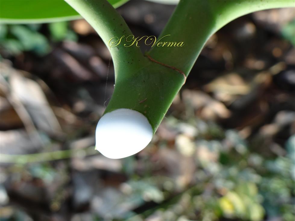  Stem exuding milky latex